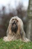 LHASSA APSO 269